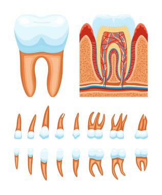 Резекція верхівки кореня зуба